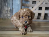 Cupcake, a male Cavapoo for sale in Koshkonong, MO – Photo 3 of 5