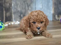 Cupcake, a male Cavapoo for sale in Koshkonong, MO – Photo 5 of 5