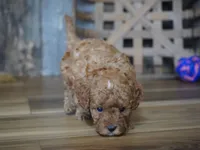 Cupcake, a male Cavapoo for sale in Koshkonong, MO – Photo 4 of 5