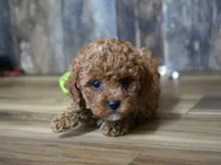 Cupcake, a male Cavapoo for sale in Koshkonong, MO – Photo 3 of 5