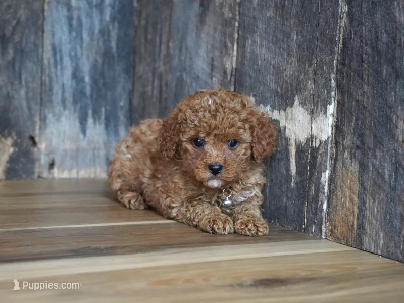 Cupcake – Cavapoo puppy for sale in Koshkonong, MO