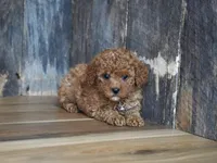 Cupcake, a male Cavapoo for sale in Koshkonong, MO – Photo 1 of 5