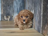 Cupcake, a male Cavapoo for sale in Koshkonong, MO – Photo 2 of 5