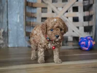 Cupcake, a male Cavapoo for sale in Koshkonong, MO – Photo 2 of 5
