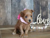 Sara, a female Maltipoo for sale in Koshkonong, MO – 4 of 7