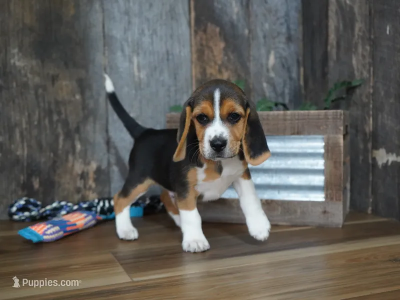 Cooper – Beagle puppy for sale in Koshkonong, MO