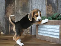 Sampson, a male Beagle for sale in Koshkonong, MO – 7 of 9