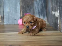 Princess, a female Cavapoo for sale in Koshkonong, MO – 3 of 4