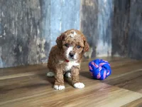 Duke, a male Cavapoo for sale in Koshkonong, MO – 3 of 6