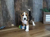 Sampson, a male Beagle for sale in Koshkonong, MO – 6 of 9