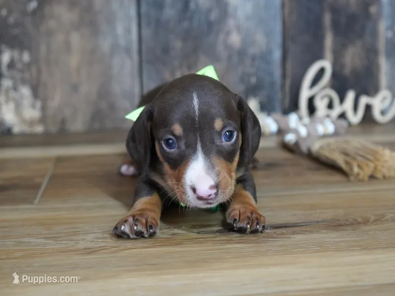 Tippy – Miniature Dachshund puppy for sale in Koshkonong, MO