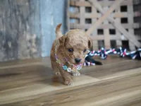 Nessa, a female Maltipoo for sale in Koshkonong, MO – 1 of 7