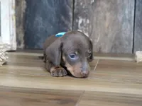 Brady, a male Miniature Dachshund for sale in Koshkonong, MO – 6 of 6