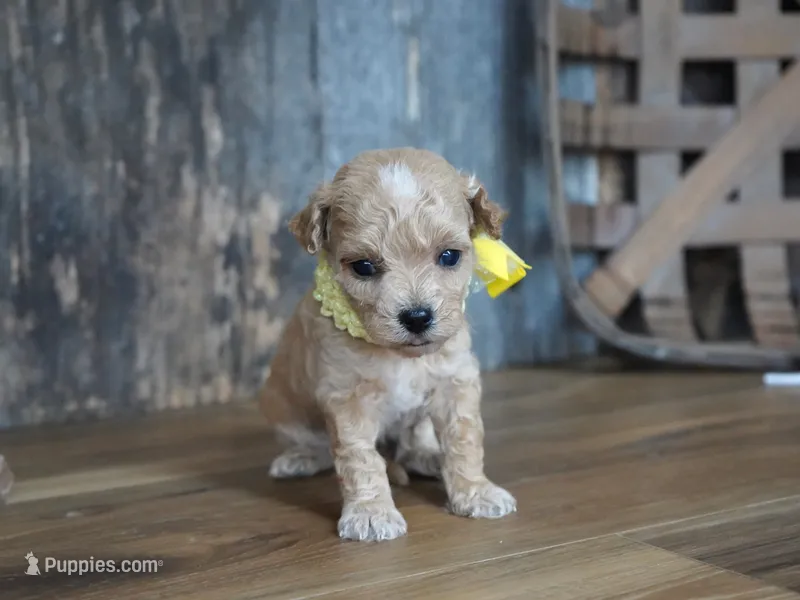 Dagan – Maltipoo puppy for sale in Koshkonong, MO