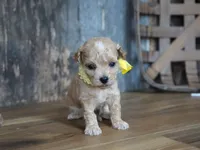 Dagan, a female Maltipoo for sale in Koshkonong, MO – 1 of 4