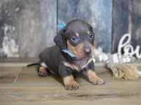 Boone, a male Miniature Dachshund for sale in Koshkonong, MO – 5 of 6