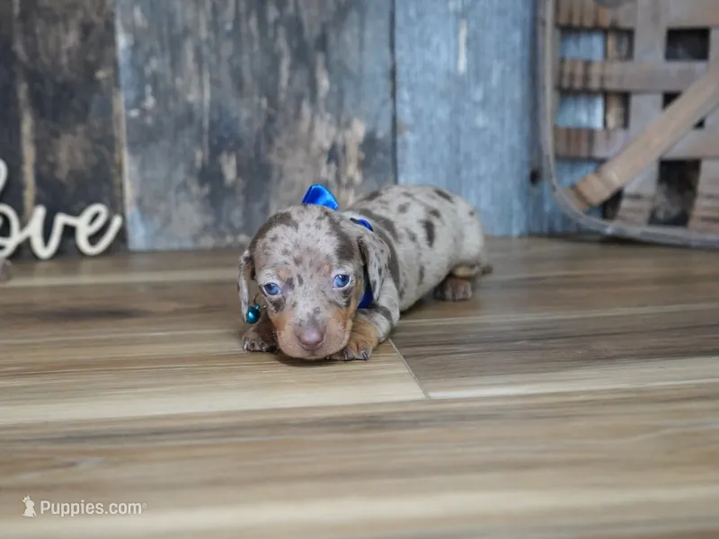 Whitt – Miniature Dachshund puppy for sale in Koshkonong, MO