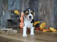 Sheryle, a female Beagle for sale in Koshkonong, MO – Photo 3 of 4