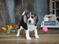 Sheryle, a female Beagle for sale in Koshkonong, MO – Photo 1 of 4