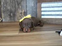 Brenna, a female Miniature Dachshund for sale in Koshkonong, MO – 2 of 5