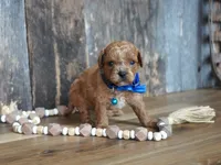 Luke, a male Cavapoo for sale in Koshkonong, MO – 7 of 7