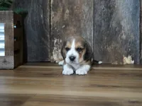 Brett, a male Beagle for sale in Koshkonong, MO – 4 of 9