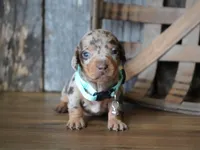 Jeremiah, a male Miniature Dachshund for sale in Koshkonong, MO – Photo 4 of 4