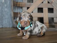 Jeremiah, a male Miniature Dachshund for sale in Koshkonong, MO – Photo 1 of 4