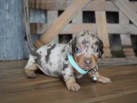 Jeremiah, a male Miniature Dachshund for sale in Koshkonong, MO – Photo 2 of 4