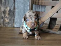 Jeremiah, a male Miniature Dachshund for sale in Koshkonong, MO – Photo 3 of 4