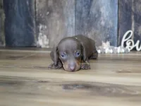 Brady, a male Miniature Dachshund for sale in Koshkonong, MO – 2 of 6