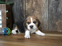 Trav, a male Beagle for sale in Koshkonong, MO – 3 of 7