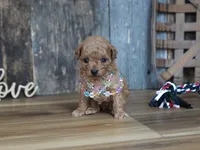 Nessa, a female Maltipoo for sale in Koshkonong, MO – 6 of 7