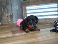 Belle, a female Miniature Dachshund for sale in Koshkonong, MO – 4 of 5