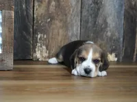 Brett, a male Beagle for sale in Koshkonong, MO – 3 of 9