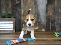 Brett, a male Beagle for sale in Koshkonong, MO – 4 of 9