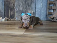 Ash, a male Miniature Dachshund for sale in Koshkonong, MO – 7 of 7