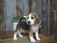 Sampson, a male Beagle for sale in Koshkonong, MO – 2 of 9
