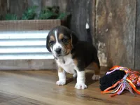 Cooper, a male Beagle for sale in Koshkonong, MO – 7 of 8