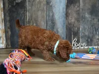 Jaxon, a male Cavapoo for sale in Koshkonong, MO – 3 of 5