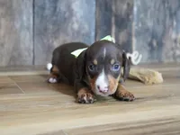 Tippy, a male Miniature Dachshund for sale in Koshkonong, MO – 3 of 5