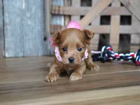 Sara, a female Maltipoo for sale in Koshkonong, MO – 6 of 7