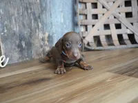 Brady, a male Miniature Dachshund for sale in Koshkonong, MO – 4 of 6