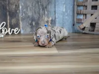 Whitt, a male Miniature Dachshund for sale in Koshkonong, MO – 3 of 5