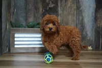 Jaxon, a male Cavapoo for sale in Koshkonong, MO – 2 of 8