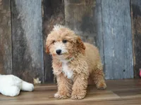 Alice-Discounted Today!, a female Maltipoo for sale in Koshkonong, MO – 2 of 4