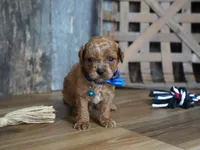 Luke, a male Cavapoo for sale in Koshkonong, MO – 3 of 7