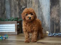 Jaxon, a male Cavapoo for sale in Koshkonong, MO – 4 of 8
