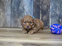 Cash, a male Cavapoo for sale in Koshkonong, MO – 3 of 4