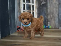 Cash, a male Cavapoo for sale in Koshkonong, MO – 3 of 4